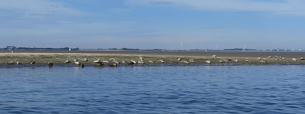 zeehondjes